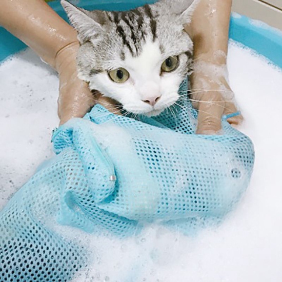 猫咪洗澡注意什么 给猫猫洗澡视频教程