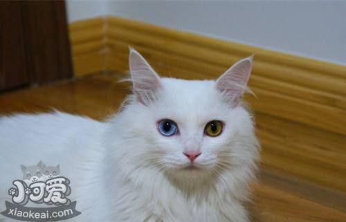 山东狮子猫吃什么好 饲喂猫咪不能太随意