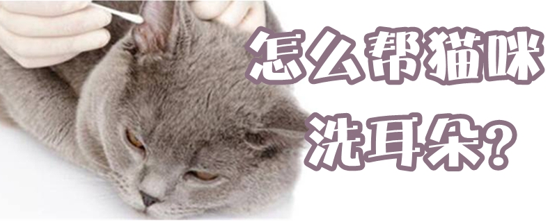 怎么帮猫咪洗耳朵
