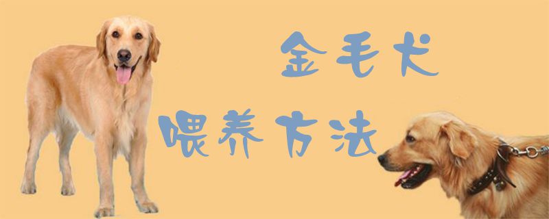 金毛犬喂养方法1
