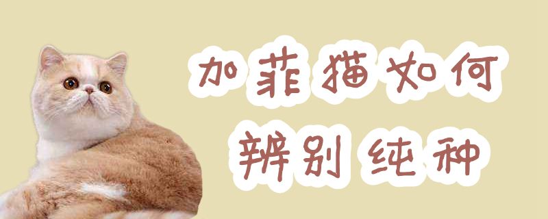 加菲猫如何辨别纯种
