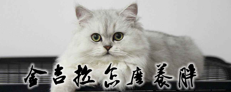 金吉拉怎么养胖