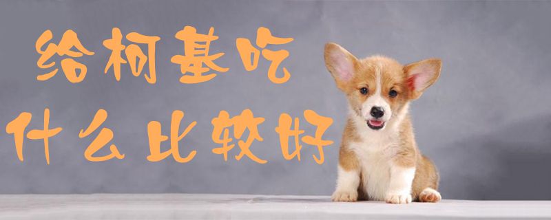 给柯基吃什么比较好1