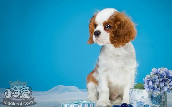 怎么给西班牙小猎犬洗澡 西班牙小猎犬洗澡注意事项