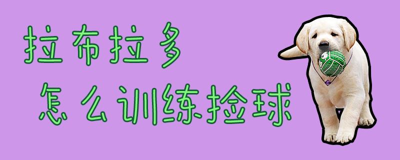 拉布拉多怎么训练捡球