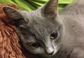 怎么给沙特尔猫清理耳垢 沙特尔猫耳垢清理办法