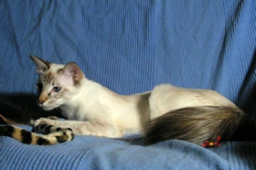 巴厘猫可以吃西瓜吗 巴厘猫西瓜摄入量介绍