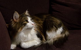 挪威森林猫吃什么 挪威森林猫喂食要点