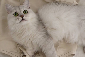 蒂凡尼猫犯错怎么办 蒂凡尼猫犯错教育法