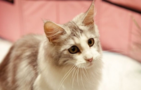 怎么训练柯尼斯卷毛猫上厕所 柯尼斯卷毛猫上厕所训练法