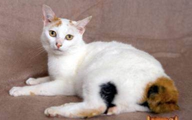 日本短尾猫调皮怎么办 日本短尾猫乖巧训练方法