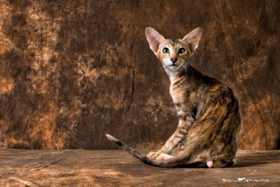 东方猫如何训练 东方猫训练方法