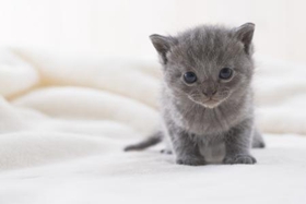 如何防止沙特尔猫抓墙 沙特尔猫不抓墙训练方法