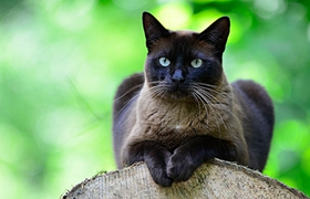 怎么训练东奇尼猫装死 东奇尼猫装死训练