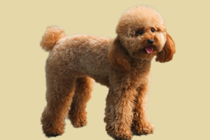 贵宾犬不爱吃饭怎么办