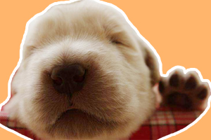 金毛犬幼犬怎么养