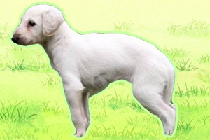 细犬怎么喂食