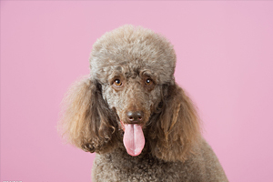 贵宾犬饲养方法