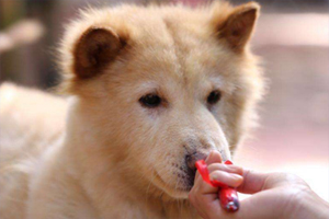 土狗握手如何训练