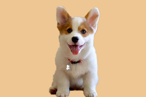 柯基犬什么时候来月经