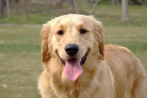 金毛犬如何喂养