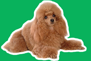 贵宾犬怎么喂养