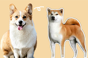 柯基和秋田犬的区别