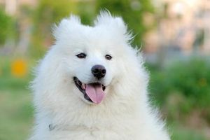 萨摩耶很瘦怎么办