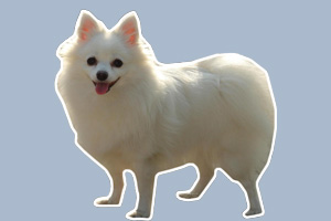 银狐犬怎么养