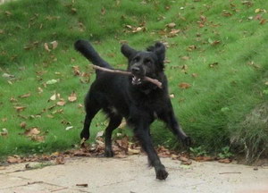 平毛寻回猎犬怎么养 平毛寻回猎犬饲养注意事项