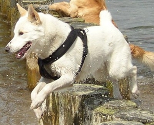 卡南犬眼睛怎么护理 卡南犬眼睛护理方法