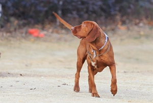 如何给红骨猎浣熊犬刷牙 红骨猎浣熊犬刷牙教程