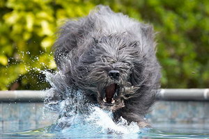 波兰德斯布比野犬耳朵怎么清洁护理流程