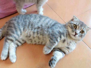 曼基康猫产后呕吐怎么回事 曼基康猫产后呕吐原因介绍