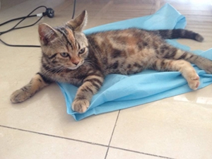 美国短毛猫怀孕要注意什么 美国短毛猫怀孕注意事项