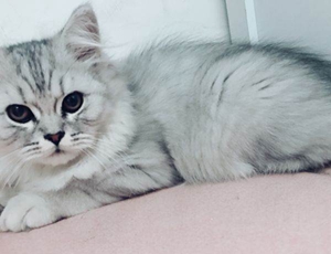 英国长毛猫怀孕怎么办 英国长毛猫怀孕照顾方法