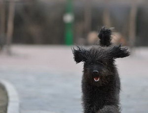波利犬怎么剪指甲 波利犬剪指甲教程