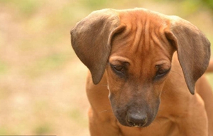 罗得西亚脊背犬怎么洗澡 猎狮犬洗澡方法