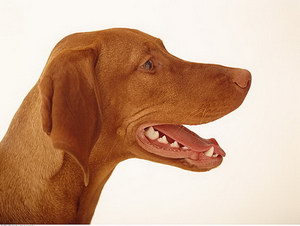 维希拉猎犬吃什么狗粮好 维希拉猎犬狗粮选择推荐