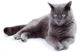 卡尔特猫疥癣病有什么症状 疥癣病症状介绍