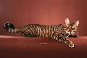 玩具虎猫感冒吃什么药 玩具虎猫感冒用药介绍