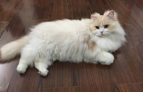 英国长毛猫患了结膜炎怎么办 结膜炎解决办法