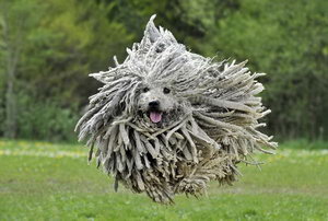可蒙犬怎么养 可蒙犬饲养注意事项