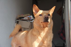 中华田园犬怎么喂养 中华田园犬喂养注意事项