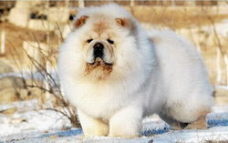 松狮吃什么好 松狮犬吃什么狗粮好