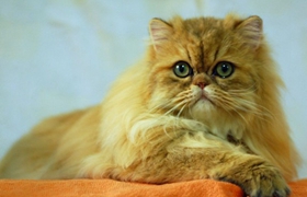 德文卷毛猫生病吃什么 德文卷毛猫生病饮食介绍