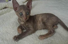 拉邦猫为什么睡觉打呼噜 拉邦猫睡觉打呼噜原因