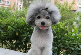 狗狗缺钙的症状是什么?狗狗缺钙的原因有哪些?怎么调养?