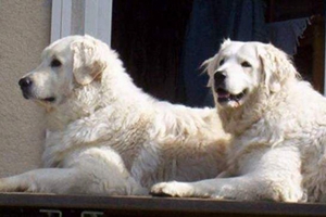 如何让库瓦兹犬乖乖吃药 库瓦兹犬吃药方法