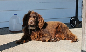 博伊金猎犬消化不良怎么办 博伊金猎犬消化不良解决办法